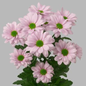 Хриз. Tr Kennedy Rosy