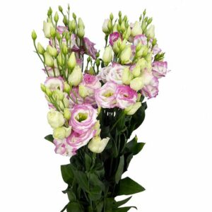 Лизиантус G Croma Bridal Kiss