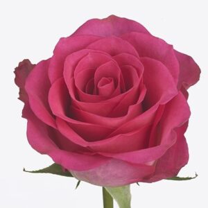 Роза Gr Madam Cerise 50