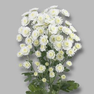 Хриз. Tr Stallion White