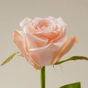Кимберли 60