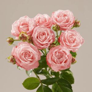 Мадам Бомбастик 50