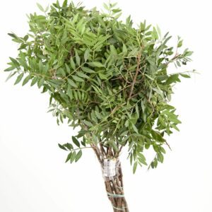 Фисташка Leaves