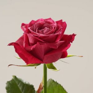 Шангри Ла 50