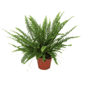 Нефролепис GREEN LADY 12/40