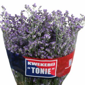 Лимониум Piuma Dark Blue