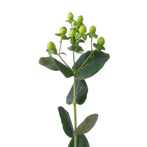 Гиперикум Coco Bamboo Green