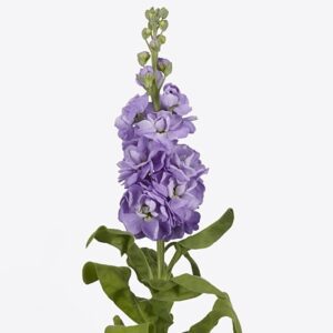 Маттиола Figaro Lavende