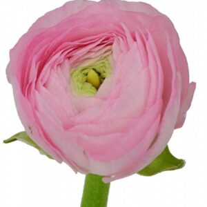 Ранункулюс Elegance pink