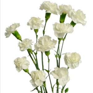 Гвоздика куст. WHITE