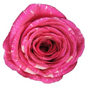 PANDORA 70 TU ROSE
