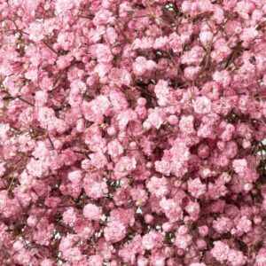 Гипсофила LIGHT PINK
