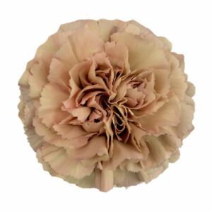 Гвоздика 1г. CARAMEL
