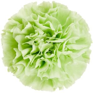 Гвоздика 1г. ECO GREEN