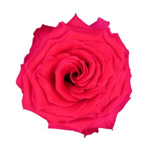 FULL MONTY 70 TANI FLORAL