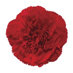 Гвоздика 1г. RED STANDART 60 СМ