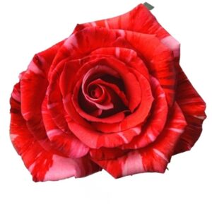 WILD CAT 60 STAR ROSES