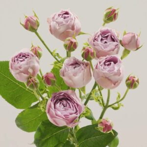 Лавендер баблс 60
