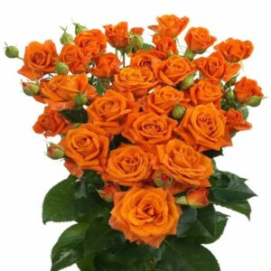 Роза Tr Orange Dimension 60