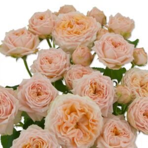 Georgia Peach 60 REDLANDS