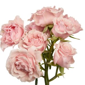 SPRAY PINK MAJOLICA 70 MONTEROSAS
