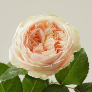 Присцилла 60