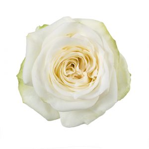CANDLELIGHT 70 TU ROSE