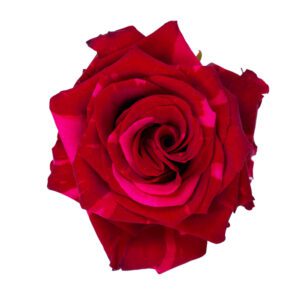 RED PANTHER 70 LAURITA FLOWERS