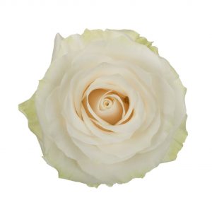 MONDIAL 60 LAURITA FLOWERS