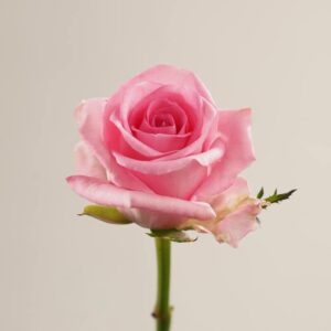 Ревайвал 60