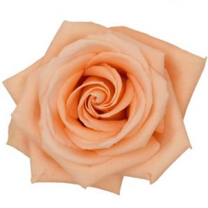 PEACH WAVE 70 MONTEROSAS