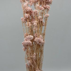 Сухоцвет "Рисовый цветок (Диосми)", длина 60-70 см, 70 гр., светло-розовый