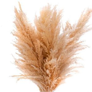 Кортадерия 1 сорт 5шт