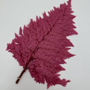 Папоротник мини (10шт), коралловый