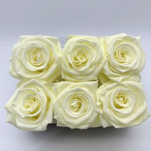 Роза стабилизированная, 6шт/уп., Crem de la crem