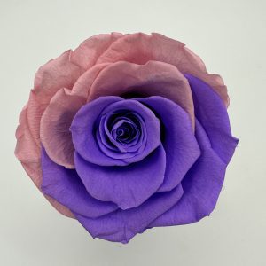 Роза стабилизированная, 6шт/уп., Bicolor Irresistble BI-07