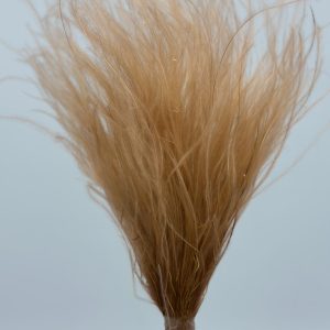Стифа (ковыль) окрашенный, КР, терракотовый