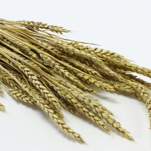Пшеница Ваагн