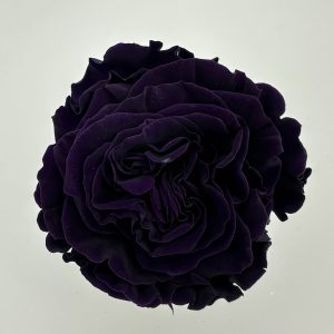 Роза стабилизированная, 6шт/уп., Charming purple garden