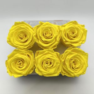 Роза стабилизированная, 6шт/уп., Sunny Yellow