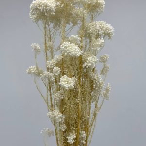 Сухоцвет "Рисовый цветок (Диосми)", длина 60-70 см, 70 гр., светло-фисташковый