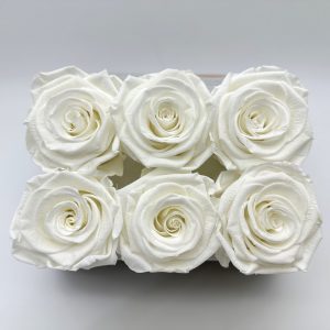 Роза стабилизированная, 6шт/уп., Ivory