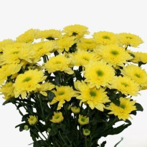 Хриз. Tr Commander Yellow