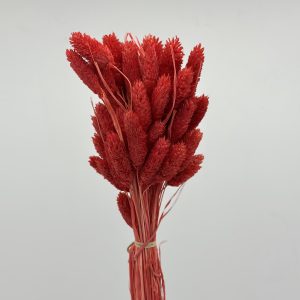 Сухоцвет "Фалярис", длина 60-70см, красный