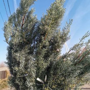 Кипарис бисерный