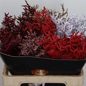 Лимониум wax mix christmas