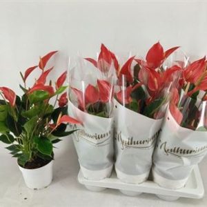 Антуриум BANDEROLA ROJA 17/60