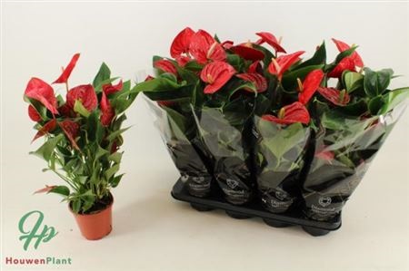 Антуриум An JAMBO RED 14/50
