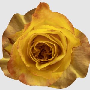 HONEYBEE 60 STAR ROSES