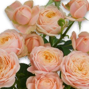 Lady Ella 60 REDLANDS